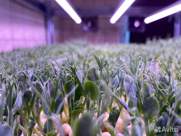 Микрозелень Лук зеленый