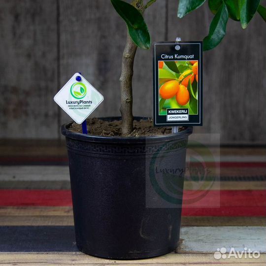 Кумкват 45/15