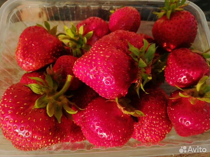 Саженцы клубники сортов ой (малина, ежевика)