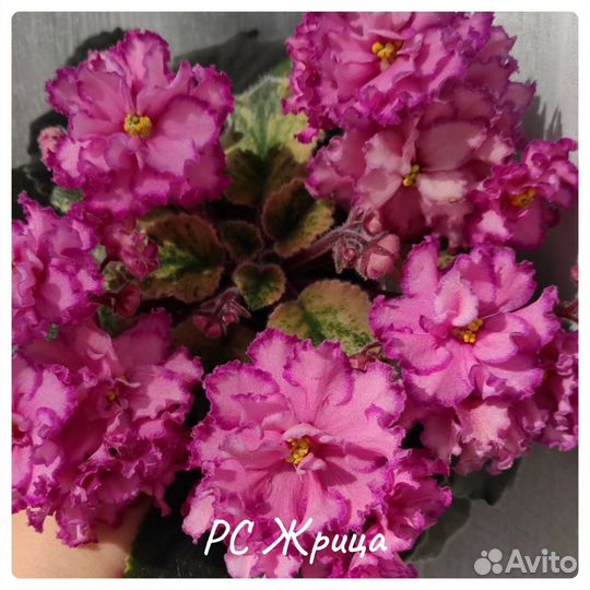 Фиалки сортовые