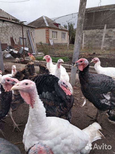 Индюки на мясо