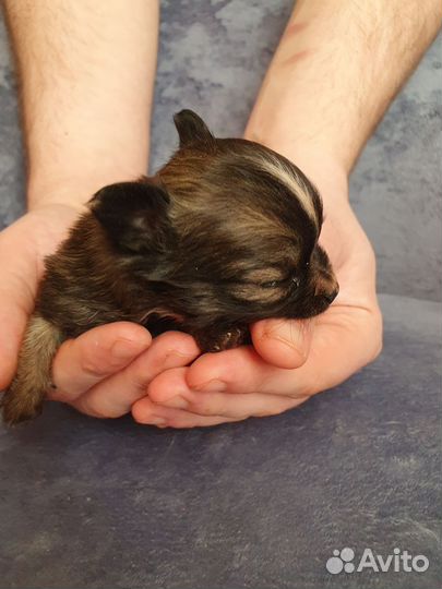 Чихуахуа крошки на ладошке)