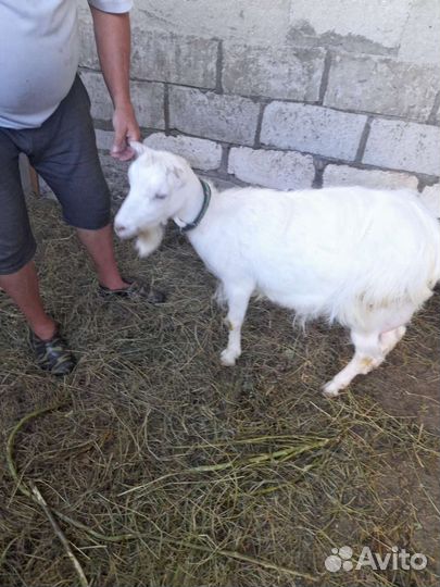 Коза дойная молочная