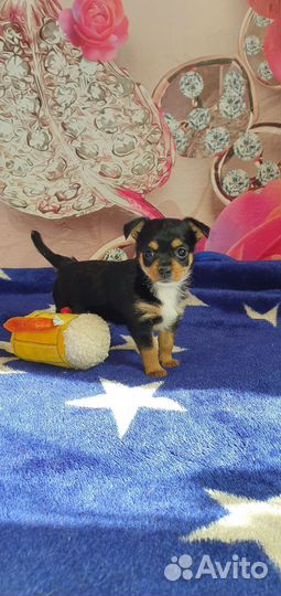 Маленькая собака