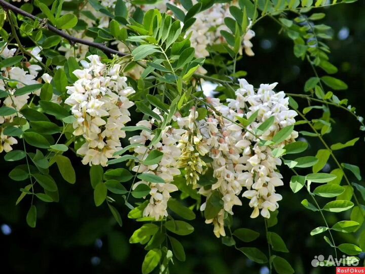 Белая акация