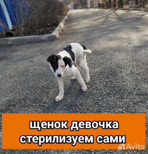 Щенки собачки привезём