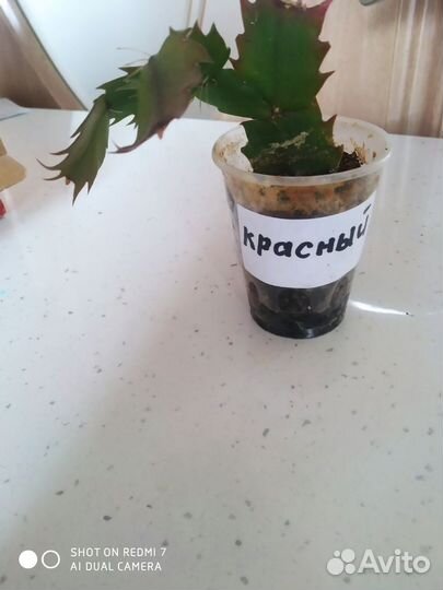 Цветок декабрист