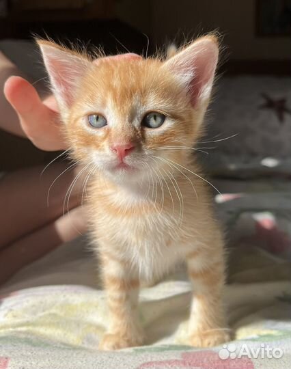 Рыженькие котята
