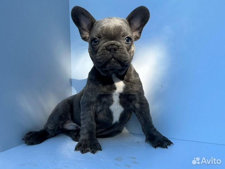 Французский бульдог голубой