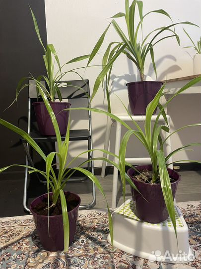 Пальма панданус