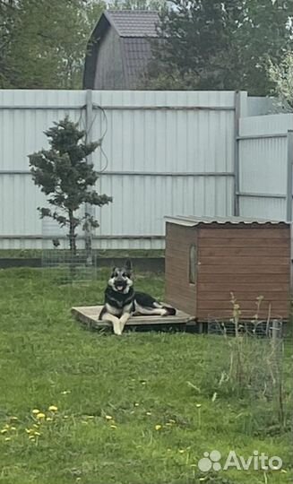Вязка вео кобель
