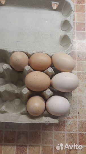 Джерсийский гигант яйцо