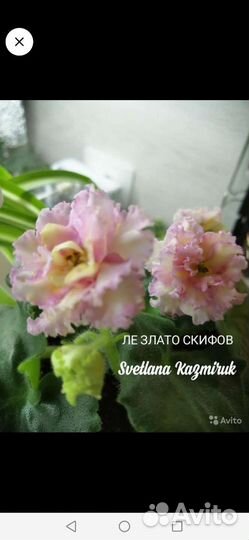 Сортовые фиалки