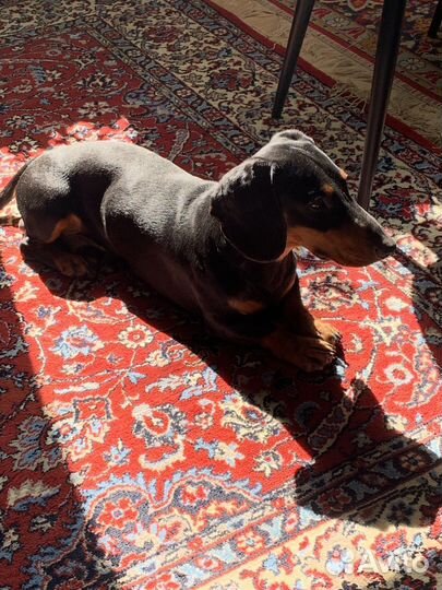 Такса в добрые руки