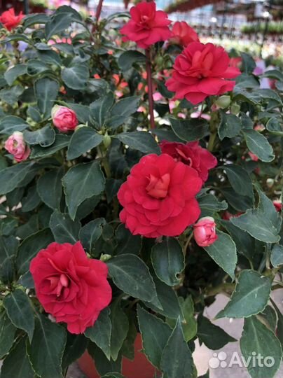 Бальзамин в подвесном кашпо