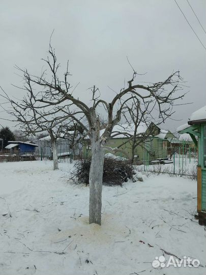 Обрезка деревьев