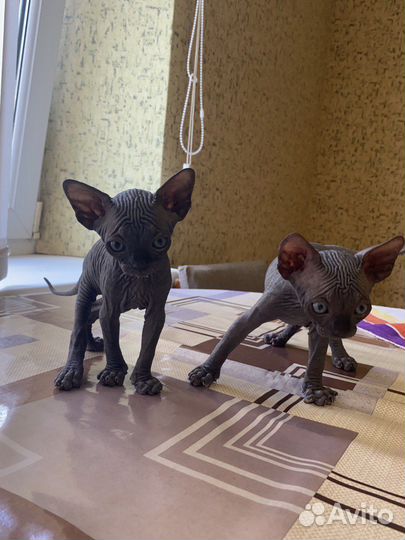 Котята канадского сфинкса