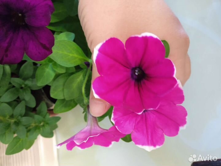Вегетативная петуния