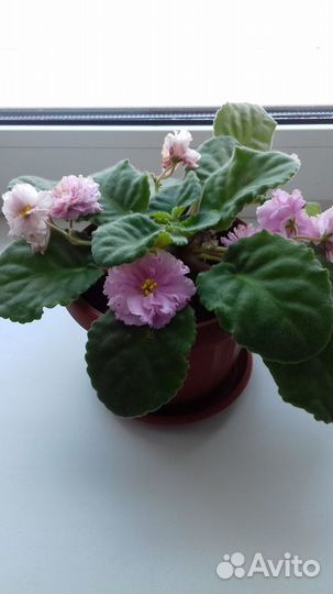 Комнатные цветы