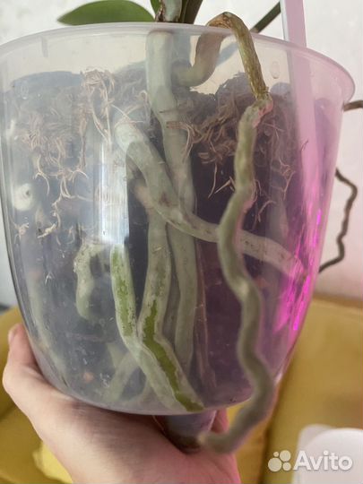 Орхидея фаленопсис