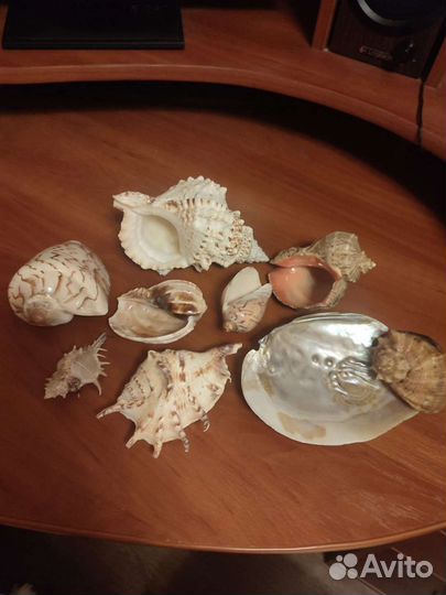 Морские ракушки