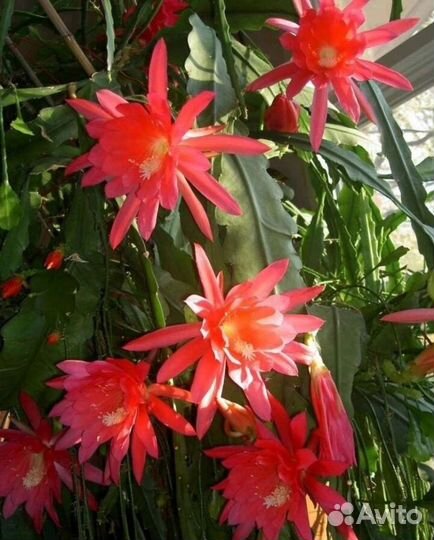 Эпифиллум Акермана (Е. ackermanii)