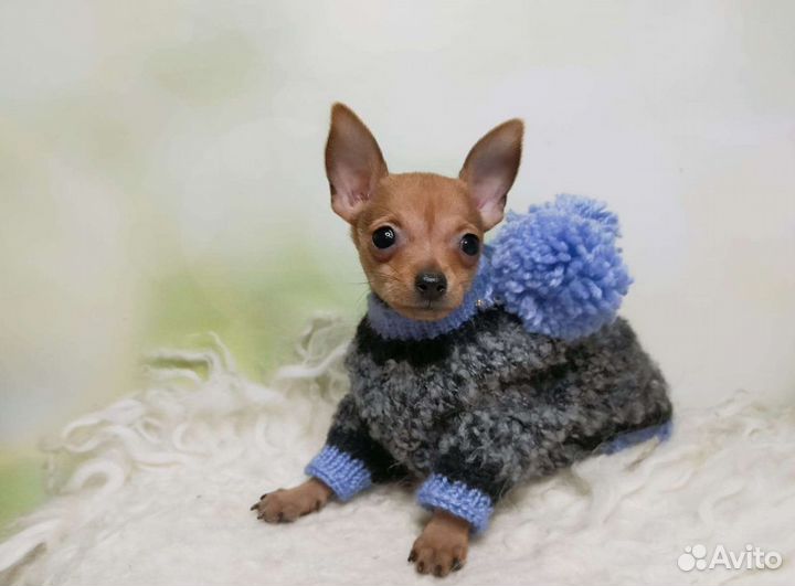 Одежда для собак и кошек