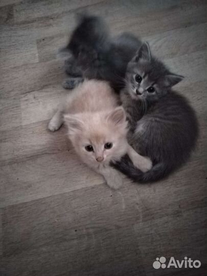 Котята в добрые руки бесплатно
