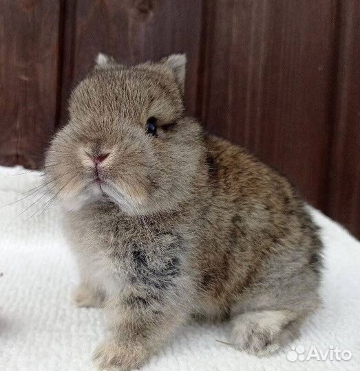 Кролики Миниатюрные для Квартиры и Дома