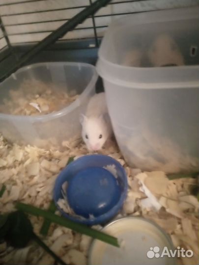 Сирийский хомяк