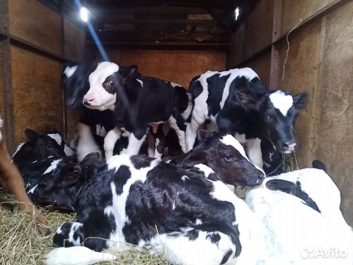 Телята бычки