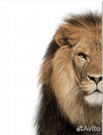 Постеры в рамке Рычащий лев 30x40 см