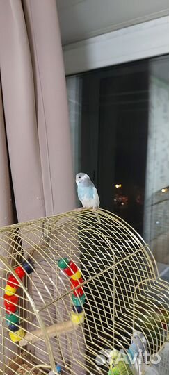 Птенцы волнистый попугай самец