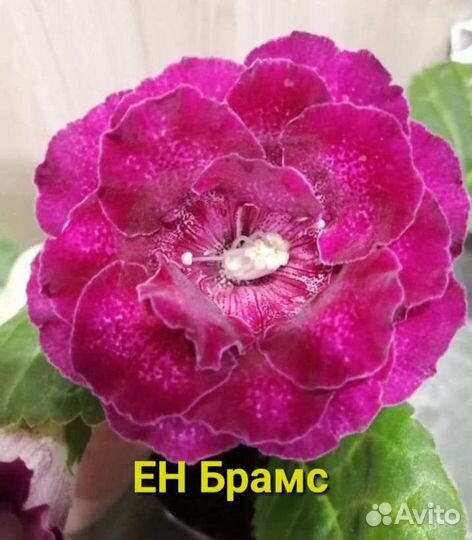 Глоксиния. Листы, клубни, детки