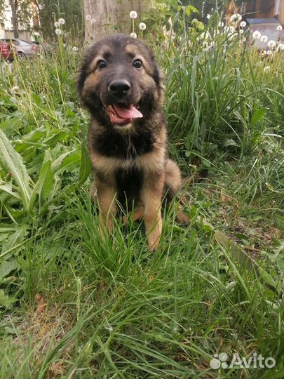 Девочка - Чебурашка 3,5 месяца