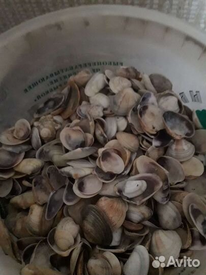 Не крупная морская ракушка