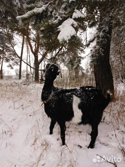 Коза альпо-нубийская