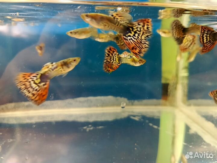 Аквариумные рыбки гуппи