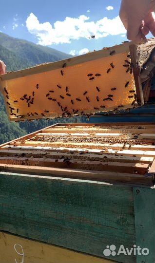 Натуральный горный мёд