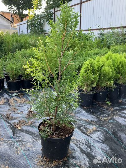 Туя Смарагд 50-60 см