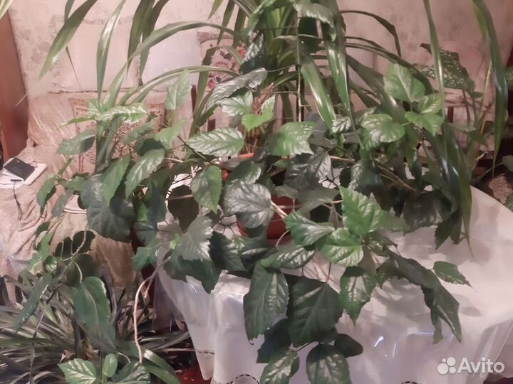 Комнатные цветы объёмные