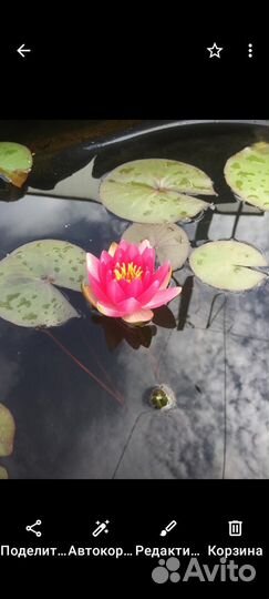 Кувшинка нимфея