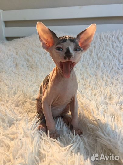 Канадский сфинкс