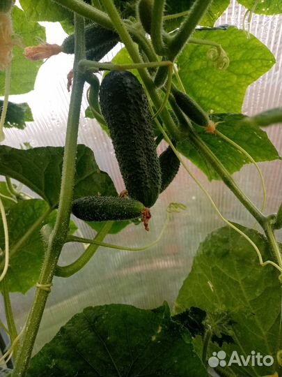 Огурцы свежие домашние