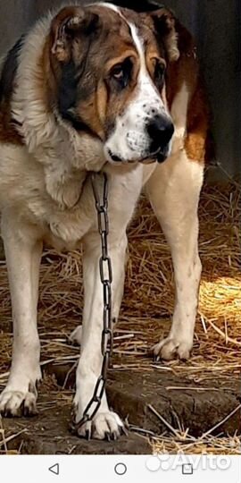 Щенки Алабая