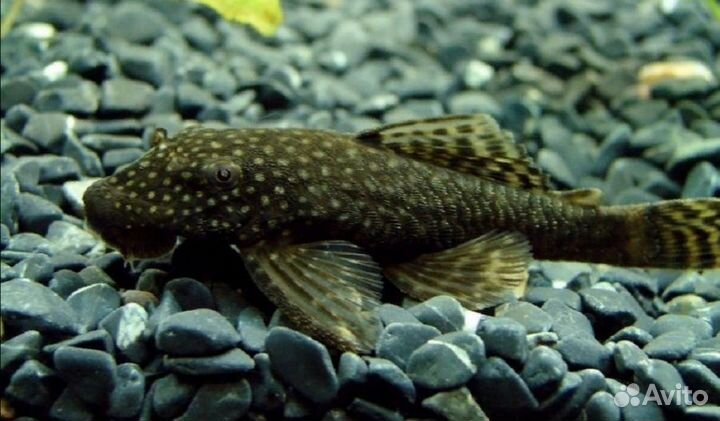 Аквариумные рыбки