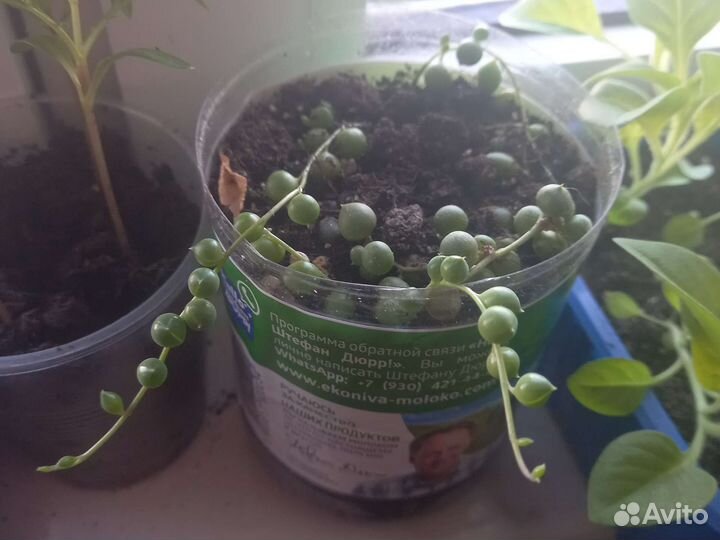 Традесканция