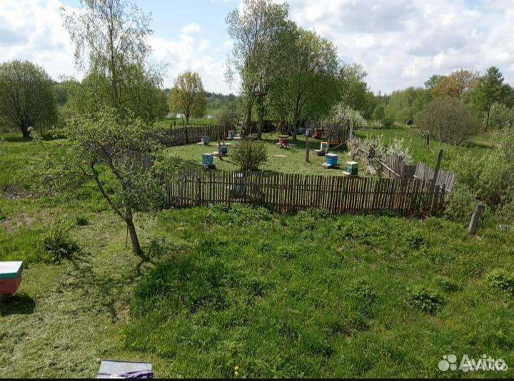 Пчелы (пасека)