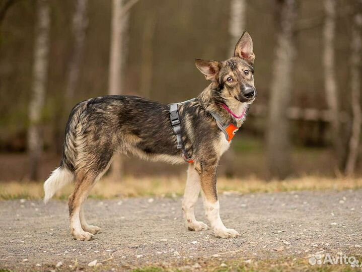 Собака бесплатно