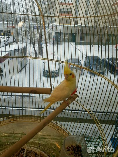 Попугай корелла и другие виды птиц